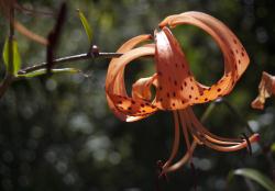 Image: K.A. Ford © Landcare Research 2015 